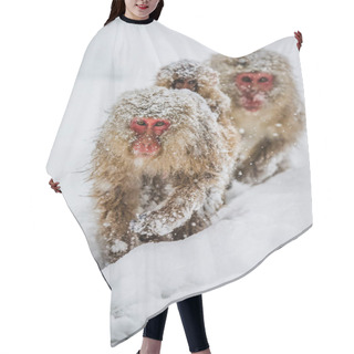 Personality  Group Of Japanese Macaques Hair Cutting Cape