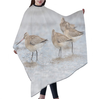 Personality  Bar-tailed Godwit  Birds Hair Cutting Cape