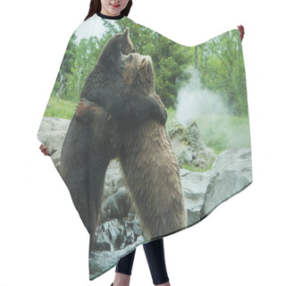 Personality  Two Grizzly (Brown) Bears Fight Hair Cutting Cape