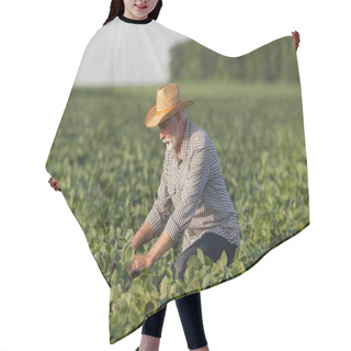 Personality  Senior Agronomist Working In Soy Field Wearing Straw Hat. Elderly Farmer Crouching Picking Monitoring Plants. Hair Cutting Cape