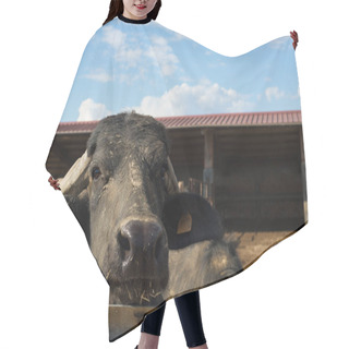 Personality  Adult Italian Mediterranean Buffalo Looking At Camera In Outdoor Cow Shed At Italian Livestock. Copy Space. Hair Cutting Cape