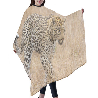 Personality  Beautiful Large Male Leopard Walking In Nature Hair Cutting Cape