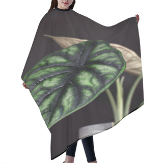 Personality  Exotic Tropical 'Alocasia Baginda Cuprea Dragon Scale' Potted House Plant On Dark Black Background Hair Cutting Cape