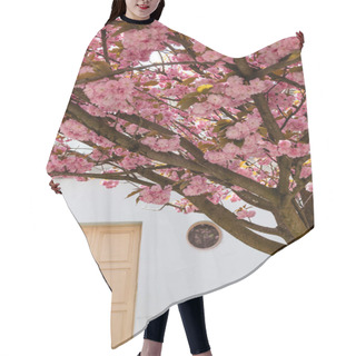 Personality  Branches Of Blossoming Pink Flowers On Cherry Tree Near Building  Hair Cutting Cape