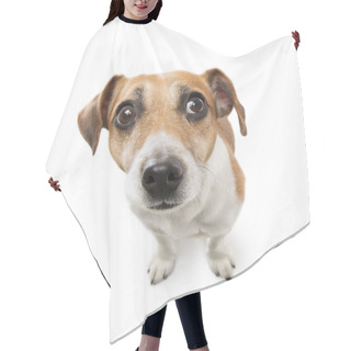Personality  Cute Small Dog  Jack Russell Terrier Hair Cutting Cape
