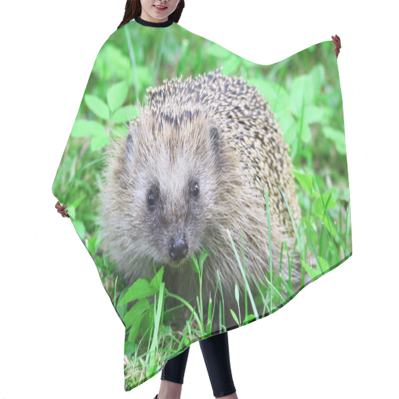 Personality  Wild hedgehog hair cutting cape