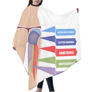 Personality  Vector Gluteus Maximus Illustration Hair Cutting Cape