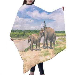 Personality  September 09, 2014 - Elephants In Chitwan National Park, Nepal Hair Cutting Cape