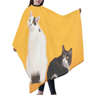 Personality  Two Black And White Japanese Bobtails On Orange Background Hair Cutting Cape