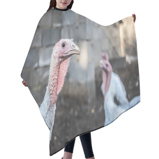 Personality  White Turkeys On The Farm. Hair Cutting Cape