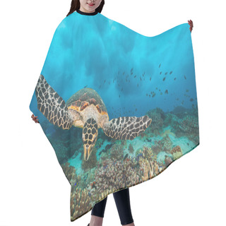 Personality  Hawksbill Sea Turtle In Indian Ocean Hair Cutting Cape