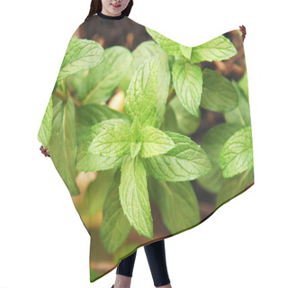 Personality  Mint Hair Cutting Cape
