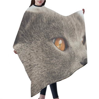 Personality  Cropped View Of Adorable Scottish Fold Cat Looking Away Hair Cutting Cape