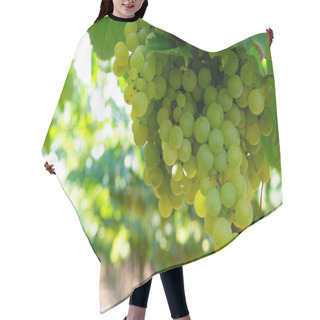 Personality  Vineyard With Growing White Wine Grapes In Lazio, Italy, Chardonnay And Malvasia Grapes Hair Cutting Cape