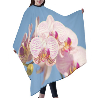 Personality  Pink Orchid, Phalaenopsis Hair Cutting Cape
