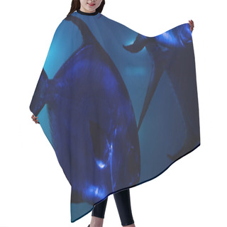 Personality  Fishes Swimming Under Water In Aquarium With Blue Lighting, Panoramic Shot Hair Cutting Cape
