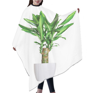 Personality  Houseplant - Dracaena Steudneri Stemm A Potted Plant Isolated Ov Hair Cutting Cape