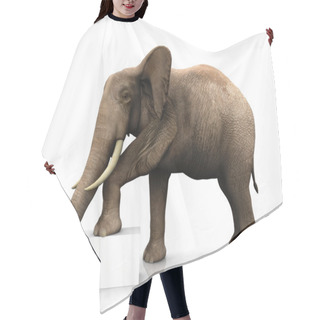 Personality  Elephant With Sign Hair Cutting Cape