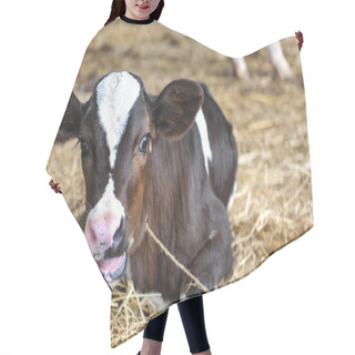 Personality  Young Dairy Cows Hair Cutting Cape