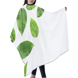 Personality  Baegu Or Melinjo Leaves On White Background. Hair Cutting Cape