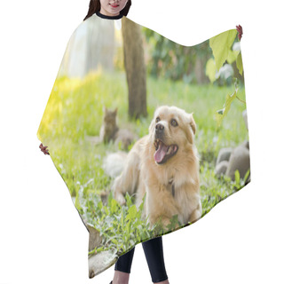 Personality  Dog And Cat Play In Yard Against Background Of Evening Sunlight Hair Cutting Cape