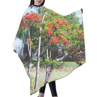 Personality  Royal Poinciana Tree In Australia Hair Cutting Cape
