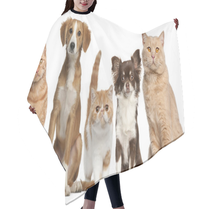 Personality  Group Of Cats And Dogs In Front Of White Background Hair Cutting Cape