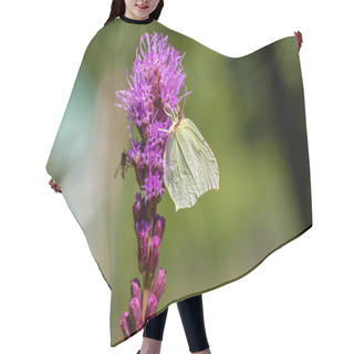 Personality  Gonepteryx Rhamni Butterfly Sitting On Liatris Spicata Deep Purple Flowering Flowers, Beautiful Animal With Yellow White Wings Hair Cutting Cape
