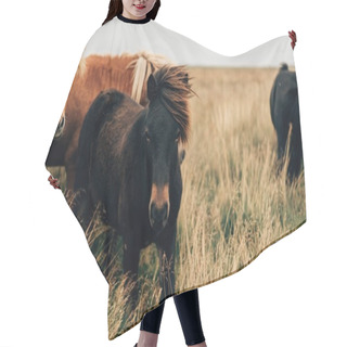 Personality  Horses Hair Cutting Cape