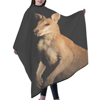 Personality  Agile Wallaby Hair Cutting Cape
