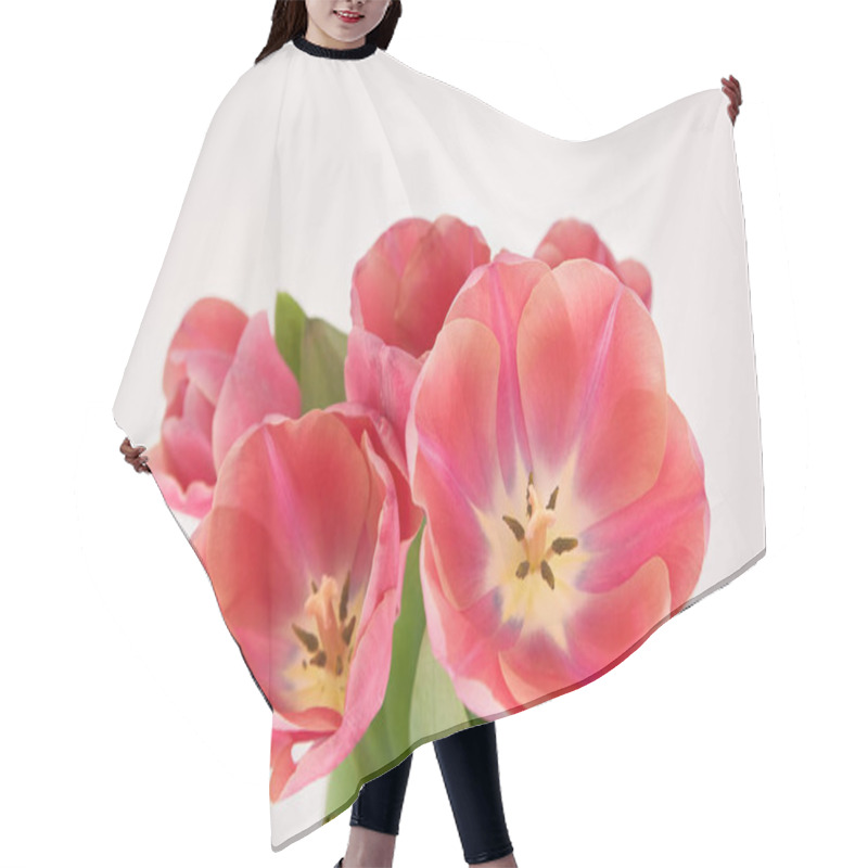 Personality  bouquet of pink spring tulips in vase isolated on white hair cutting cape