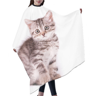 Personality  Beautiful Scottish Young Cat Hair Cutting Cape