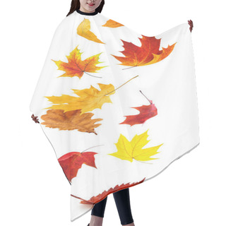 Personality  Falling Autumn Leaves. Red And Yellow Tree Leaves In The Air Isolated On White Background Hair Cutting Cape