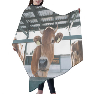 Personality  Portrait Of Brown Domestic Beautiful Cow Standing In Stall At Farm Hair Cutting Cape