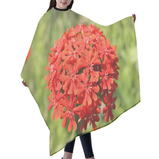 Personality  A Bunch Of Red Flowers Lychnis Closeup. Decorative Flowers. Hair Cutting Cape