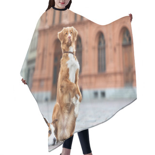 Personality  Two Adorable Dogs Posing Outdoors Together Hair Cutting Cape