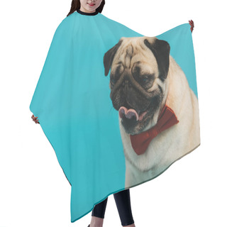 Personality  Stylish Pug Dog In Bow Tie Sticking Out Tongue Isolated On Blue   Hair Cutting Cape