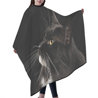 Personality  Closeup Profile Maine Coon Cat Looking Up, Isolated Black Background Hair Cutting Cape