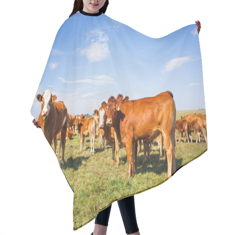 Personality  Cows grazing on a lovely green pasture hair cutting cape