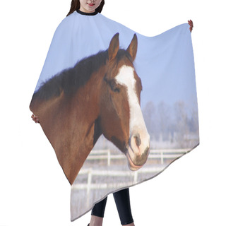 Personality  Bay Horse Portrait In Winter Hair Cutting Cape