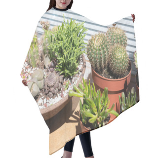 Personality  Cactus Display Including A Cactus Bowl On An Exterior Window Ledge Hair Cutting Cape