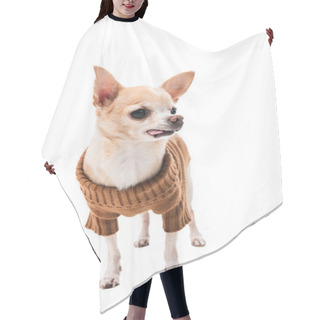 Personality  Cute Chihuahua Dog In Brown Sweater Isolated On White Hair Cutting Cape