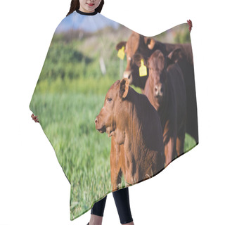 Personality  Cows Grazing Grass Hair Cutting Cape