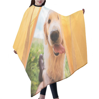 Personality  Cropped View Of Traveler In Tent With Funny Golden Retriever Dog Hair Cutting Cape