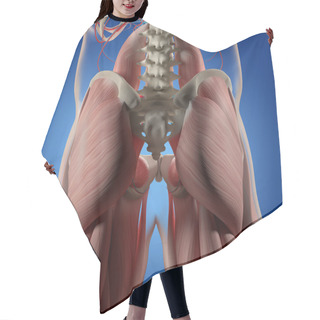 Personality  Human Spine And Pelvis Anatomy Model Hair Cutting Cape