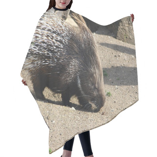 Personality  Porcupine  Is A Rodent Hair Cutting Cape