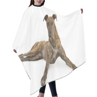 Personality  Greyhound Dog Laying Down Lokking Up Hair Cutting Cape