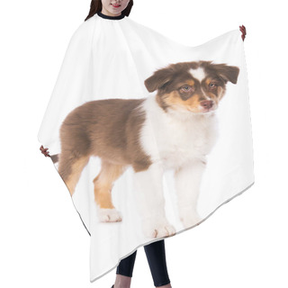 Personality  Australian Shepherd Puppy On White Background Hair Cutting Cape