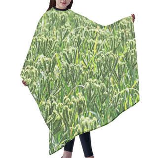 Personality  Finger Millet Field Hair Cutting Cape