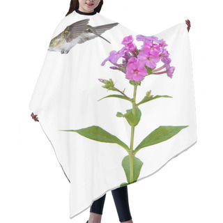 Personality  Hummingbird Floats Over A Phlox Hair Cutting Cape